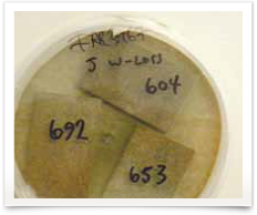 ENSPEC Laboratory Services Fungi